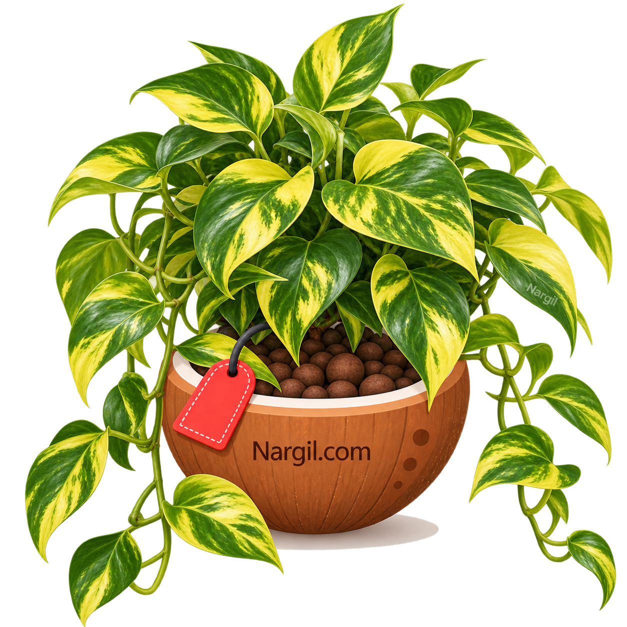 Nargil_Epipremnum aureum Golden